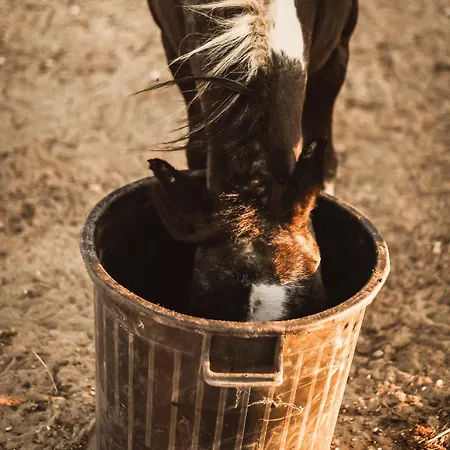 Quinta Cacadoras - Animal Lovers Only Alloggio in famiglia