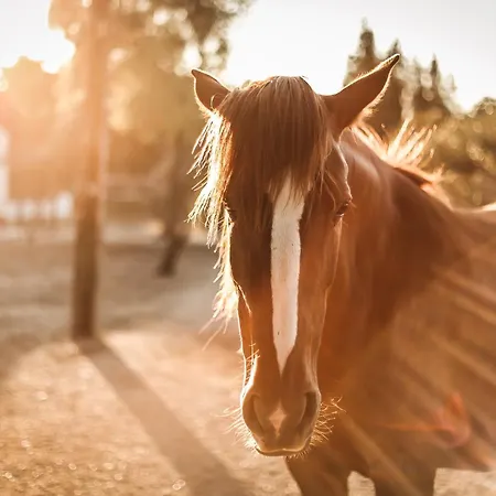 Quinta Cacadoras - Animal Lovers Only Alloggio in famiglia Palmela