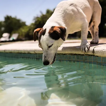Quinta Cacadoras - Animal Lovers Only