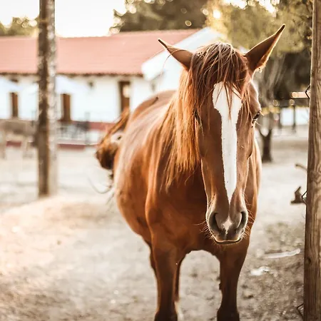 Quinta Cacadoras - Animal Lovers Only *