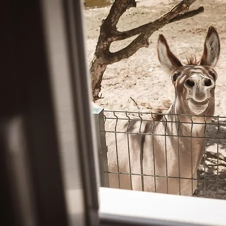 Quinta Cacadoras - Animal Lovers Only ホームステイ *