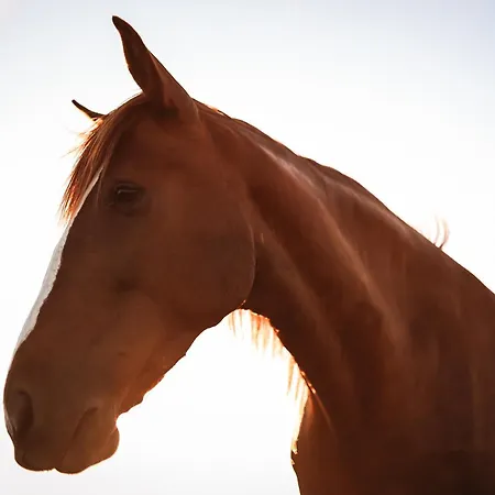 Quinta Cacadoras - Animal Lovers Only Alloggio in famiglia *