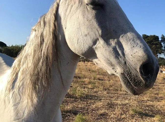 Quinta Cacadoras - Animal Lovers Only Palmela